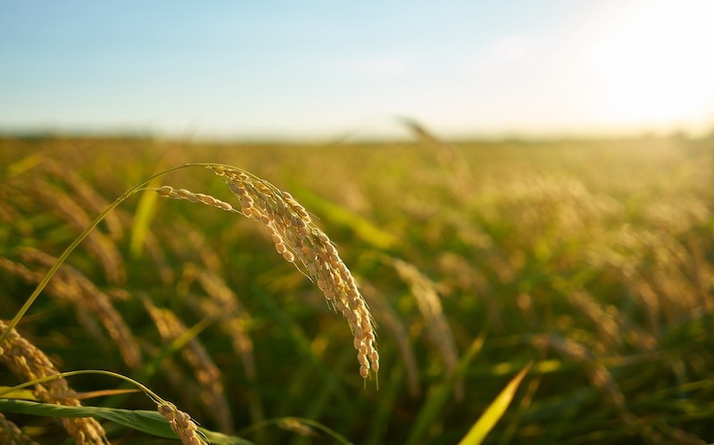 Crops in field
