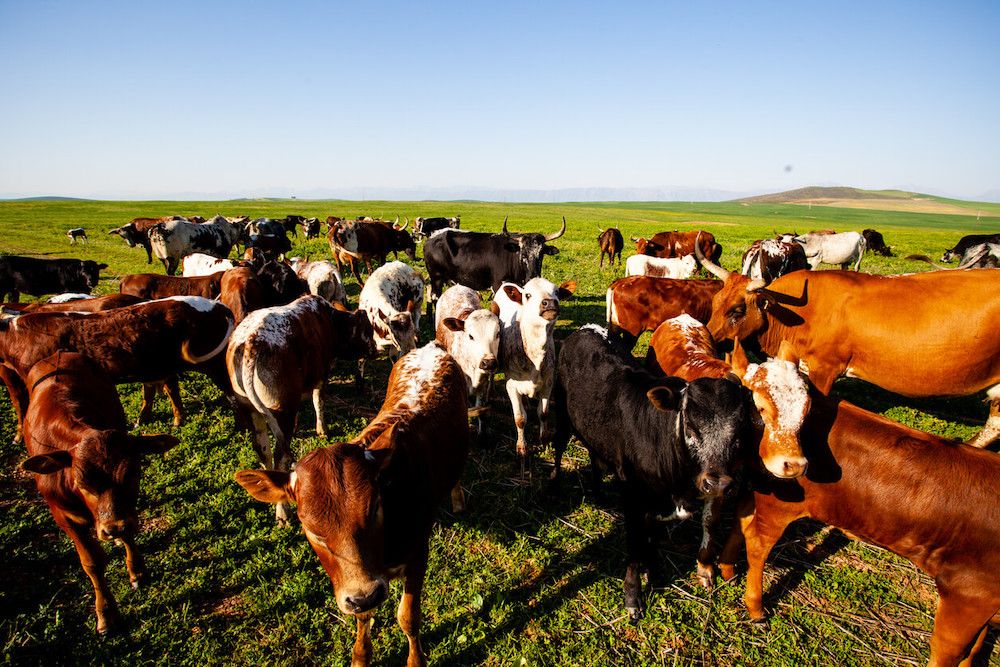 Full-bleed ranch / farm landscape