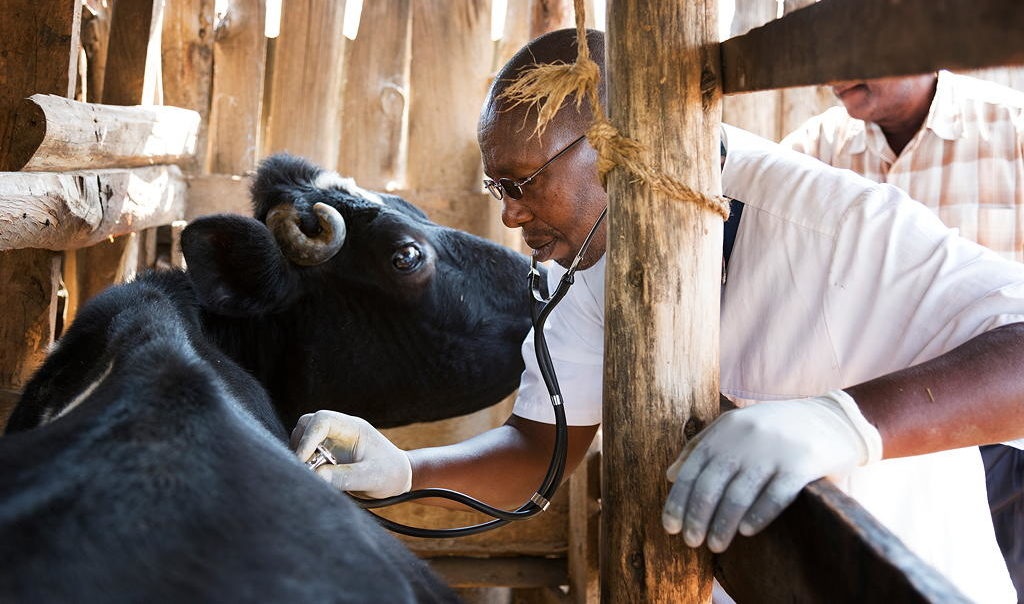 Livestock health check