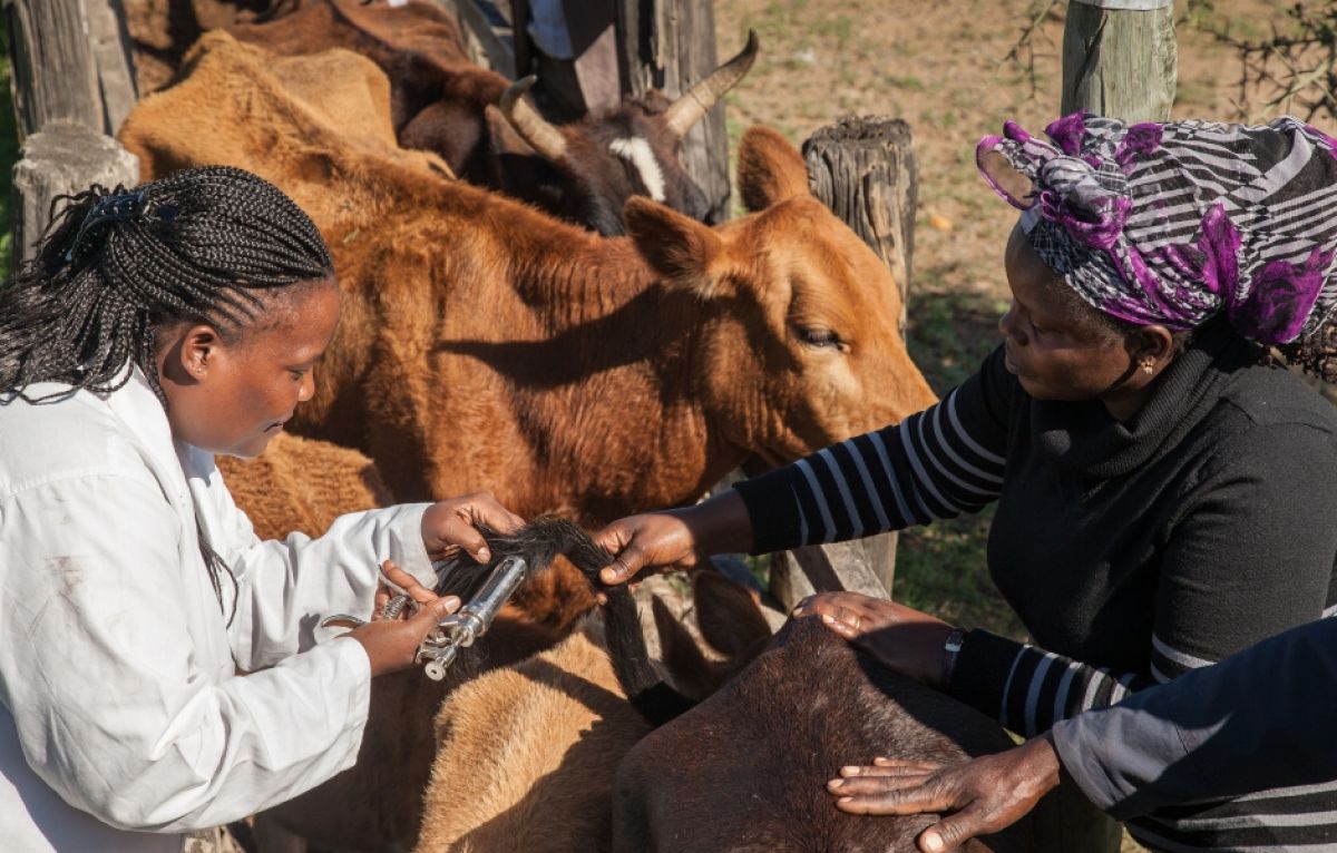 Vaccination in progress